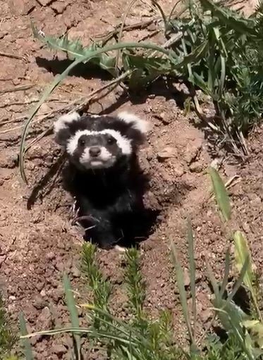 Sivas'ta doğada 1 tanesi aniden topraktan kafasını kaldırdı. Sadece 1 tane vardı vatandaşlar o hayvanla ilk kez karşılaştı - Resim: 1
