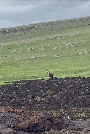 Ardahan’da doğada bu kez sürüyle değil 1 tanesi ortaya çıktı. Ona dokunan 650.000'i hazır etsin - Resim: 1
