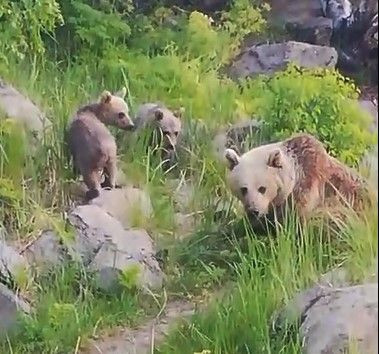 Bitlis'te en son doğada 1 yıl önce görülmüşlerdi. 1 yıl sonra 3 tanesi yeniden ortaya çıktı, onları gören vatandaşlar o detayı hemen fa - Resim: 1