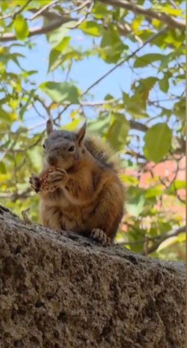 Osmaniye'de ağacın üzerinde bir anda ortaya çıktı. Hayvanın elindekini gören vatandaşların yüreği ısındı - Resim: 2
