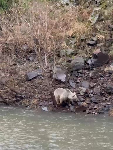 Ardahan'da Kura Nehri'ne 1,2,3 tanesi peş peşe indi. Onları gören vatandaşlar hemen bölgeden uzaklaşmak zorunda kaldı - Resim: 4