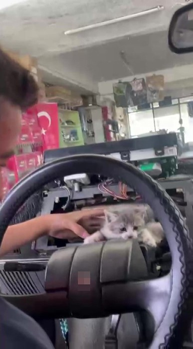 Amasya’da otomobilin torpidosuna sıkışan yavru kedi kurtarıldı - Resim : 1