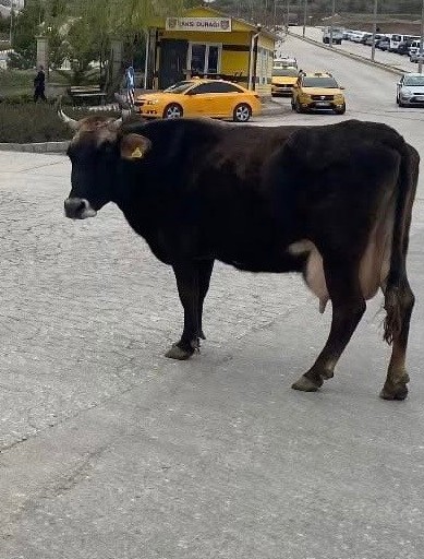 Elazığ'da 3 günden bu yana aynı yerde 1 adım bile kıpırdamadan bekliyor. 3 gündür aynı yere bakan hayvan merak konusu oldu - Resim: 2