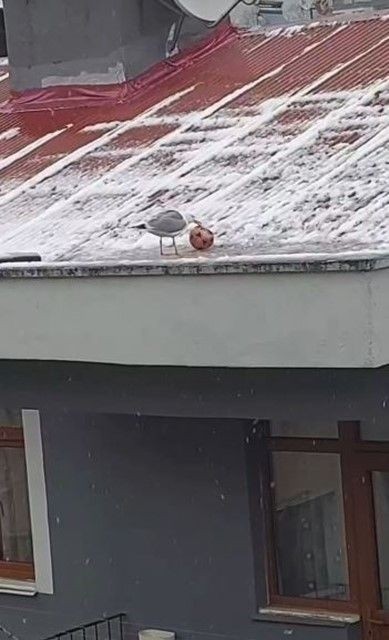 Artvin'de ilginç görüntüler! Biri çatıya çıkardığı topla oyun oynadı, diğeri korkunca binanın kenarına sığındı. Onları gören herkes şaşkına döndü - Resim: 1