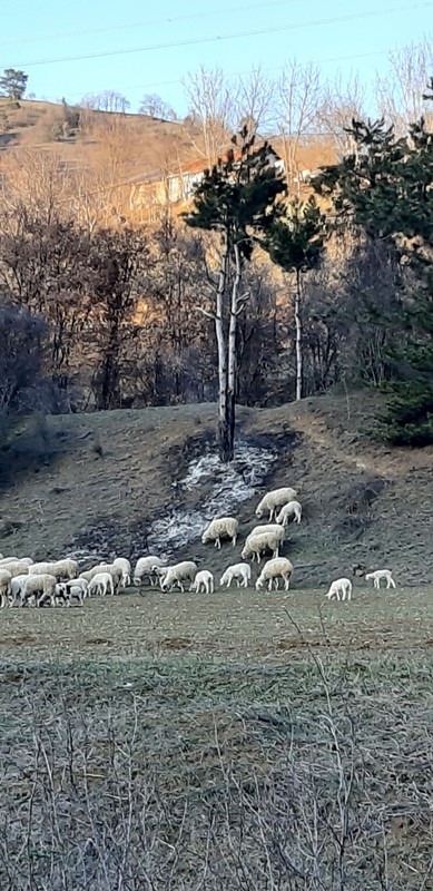 Bolu'da 100'lerce koyununu otlatan çoban, orman içerisinde felaket bir detay fark etti. Acilen koyunları bırakıp üzerine doğru gitti - Resim: 1