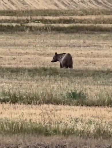 Ardahan'da dev cüssesiyle tarlada fark edildi! Kameraları görünce hızla uzaklaştı - Resim: 1