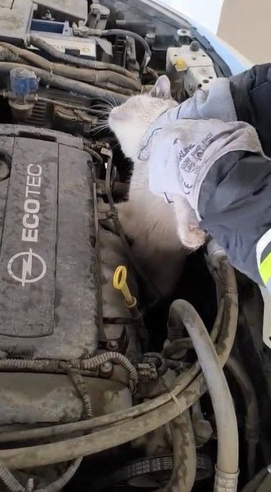 Osmaniye’de otomobilin motoruna sıkışan kedi kurtarıldı - Resim: 1