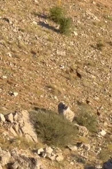 Doğada birini daha görmek zorken Elazığ'da o hayvanlara sürü halinde rastlandı - Resim: 1