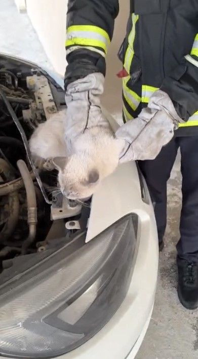 Osmaniye’de otomobilin motoruna sıkışan kedi kurtarıldı - Resim: 2