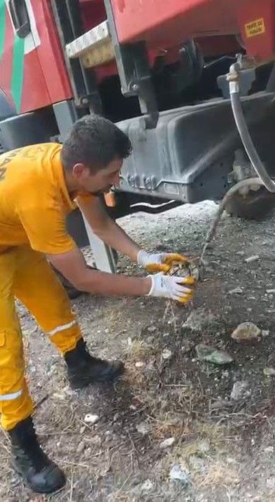 Osmaniye’de orman yangınında mahsur kalan kaplumbağa, suyla hayata tutundu - Resim: 3