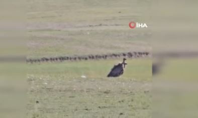 Van'da 10'larcası bir anda sürü halinde ortaya çıktı! Görenler gördüğü yerde dondu kaldı - Resim: 4
