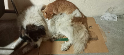 Dondurucu soğuklardan kaçıp birbirlerine sığınan kedi ve köpeğin görüntüleri gülümsetti - Resim : 1