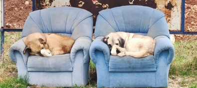 Soğuktan kaçan sokak köpekleri çareyi otobüs durağına sığınmakta buldu - Resim : 1