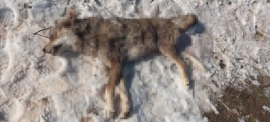 Türkiye'nin yeni baş belası, ormanda yiyecek bulamayınca kapıya dayandı. Bu kez Tunceli'de sert kayaya çarpan canlı, yiyecek ararken canından oldu - Resim : 1