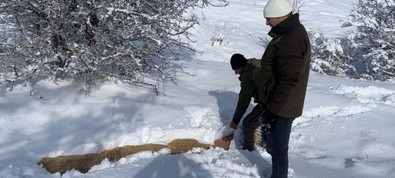 Elazığ'da yaban hayvanları unutulmadı! Ekipler doğaya 300 kilo yem bıraktı - Resim : 1
