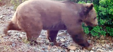 Küle dönen orman yeşerdi… Onun görüntüleri de fotokapanlara yansıdı - Resim : 1