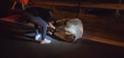 Hatay'da tırın dorsesinden yola atlayıp firar etti. Otoyolda trafik durduruldu - Resim : 1