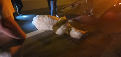Hatay'da tırın dorsesinden yola atlayıp firar etti. Otoyolda trafik durduruldu - Resim : 2