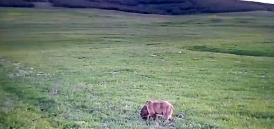 Ardahan'da görüntülenen vahşi hayvanın hedefi bu kez başkaydı! Onu gören vatandaş hemen kontağı kapattı onu görüntüledi... İnanılmaz - Resim : 1