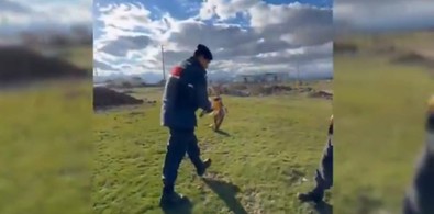 Afyonkarahisar'da uçamayan yaralı canlı, jandarma ekiplerini korkup kaçtı. Dakikalarca süren uğraş sonucu yakalandı, tedaviye alındı - Resim : 1
