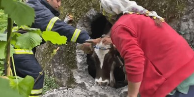 İtfaiye ekipleri acı içinde bağıran ineğin çığlıklarına koştu…120 dakika boyunca kurtarmaya çalışıldı - Resim : 2