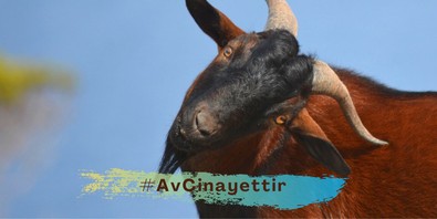 Avcılar yandı! Ceza miktarı 1 milyonun üzerine çıktı - Resim : 1