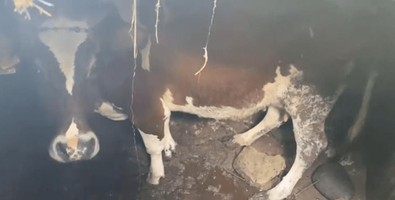 İtfaiye ekipleri acı içinde bağıran ineğin çığlıklarına koştu…120 dakika boyunca kurtarmaya çalışıldı - Resim : 1