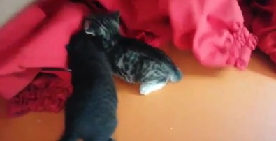Aracın camını açık bıraktı, sürprizle karşılaştı! - Resim : 1