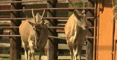 Dünyanın kendi ailesi içerisinde en büyüklerinden biriydi... Tam 1 ay boyunca firar etti... Kıskıvrak yakalanılarak hayvanat bahçesine geri konuldu - Resim : 1