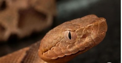 Bebek arabasına doğru yaklaşan anne ve baba, arabanın içerisindeki canlıyı görünce dehşete düştü. Hemen oradan geri adım attılar - Resim : 1