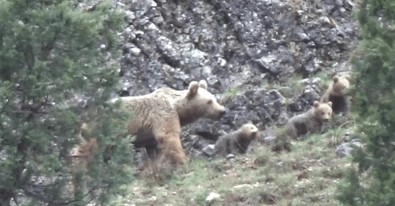 Tunceli’de görüntülendiler… Ailecek yiyecek aradılar - Resim : 2