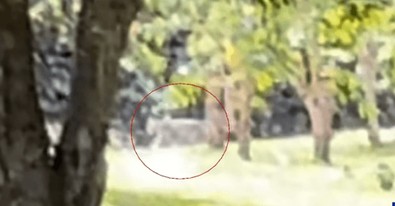 Ormanda ağaçların arasından ağır adımlarla gezerken görüldü... Pençeleri 100'lerce insanı parçalar. Vahşi ama ne olduğu belli değil - Resim : 1