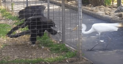 Kafesteki dünyanın en tehlikeli kuşlarından birinin yanına kadar kanat çırptı. Kafese güvenip yaptığı hamle, beklediği gibi bitmedi - Resim : 1