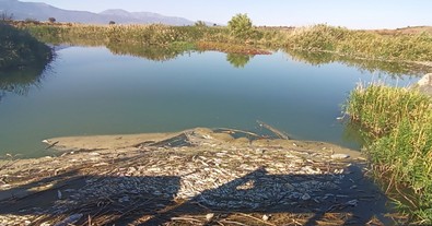 Toplu balık ölümlerinin yaşandığı Karasu Çayı'nda durum vahim! Ekipler araştırmalara başladı - Resim : 1