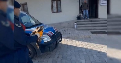 Afyonkarahisar'da uçamayan yaralı canlı, jandarma ekiplerini korkup kaçtı. Dakikalarca süren uğraş sonucu yakalandı, tedaviye alındı - Resim : 2
