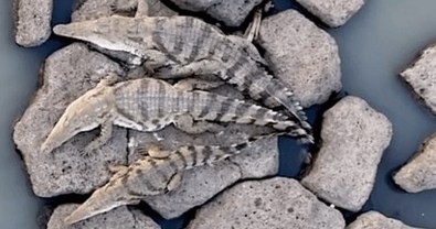 12 yaşından beri balık tuttuğu gölde bir gün korkunç bir olay yaşadı... Yırtıcı canavar bir anda ortadan fırladı, onu ikiye ayıracaktı - Resim : 1