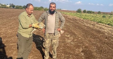 Yaralı şahin tedavisinin ardından doğaya dönecek - Resim : 1