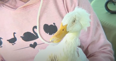 Dünyada böylesini kimse görmedi. 12 yaşam süresi olan canlı, ölüme meydan okudu. Geçtiğimiz gün 17. yaş günü pastasını üfledi - Resim : 1