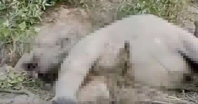 4.000 ilâ 7.000 kg arasında doğanın 5 en devasa canlısı yeryüzünü titrete titrete yürürken bir anda sallanıp yaprak gibi yere yığıldılar - Resim : 2