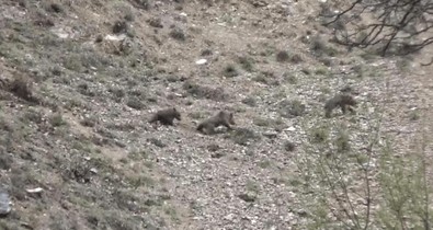 Tunceli’de görüntülendiler… Ailecek yiyecek aradılar - Resim : 1