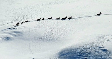 Erzincan ile Tunceli arasında beyazın karın üzerinde görüntülendiler. İp gibi sıra halinde seri halde gidiyorlardı. Görüntüleri muhteşemdi - Resim : 1
