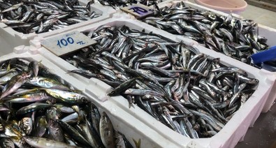 Av yasağına sayılı günler kala tezgahlar balık çeşitleri ile doldu taştı - Resim : 1