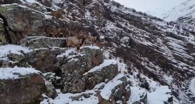 Nesli tükenme tehdidi ile karşı karşıya olan ender tür Bayburt'ta görüldü! Engebeli arazi üstünde sıra sıra görüntülendiler... Onları avlamanın cezası çok büyük - Resim : 1