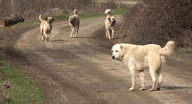 Köylüler evden tek nedenden dolayı çıkamıyor! Artık bu duruma isyan ettiler - Resim : 1