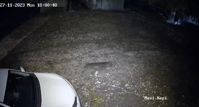 Diyarbakır’da yaşayan vatandaş evinin önünde beliren canlıyı görünce büyük korku yaşadı. Hemen kapılarını kilitledi - Resim : 1