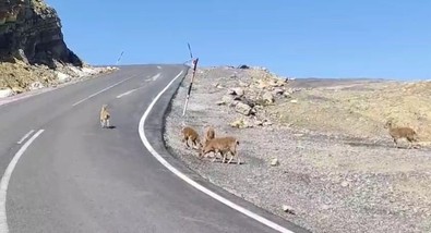 Her birisi birbirinden daha değerli o hayvanlar bu kez burnumuzun dibine kadar geldiler! Hepsi koruma altına... Sakın onlara dokunmayın - Resim : 1