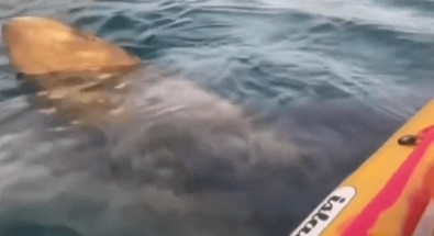 Mısır'a tatile gelen turist korkudan küçük dilini yutacaktı. Dev yaratık yüzeye kadar yaklaştı ve kanonun altından geçti. Korku içinde o anları kayda aldı - Resim : 1