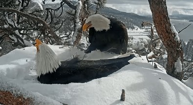 Doğanın en güzel örneklerinden biri... İş birliği içinde hareket eden dünyanın en yırtıcı çifti, kameraya yansıdı. Yaptıkları şeyi görenler hayran kaldı - Resim : 1