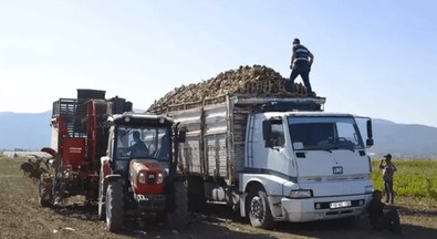 60 yıldır ekimi yapılıyor! Burdur’da şeker pancarı hasadı devam ediyor - Resim : 1