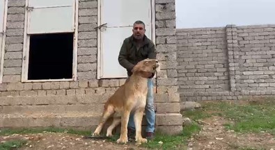 Doğanın hırçın çocuğu ona geldiğinde yürüyemiyordu bile. Sadece 20 gün tedavi etti. Bir anda ayağa kaldırdı - Resim : 1
